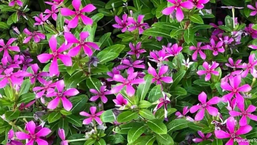 sadabahar plant : ఈ మొక్కతో షుగర్, బీపీ తగ్గుతుంది.. అదేంటో తెలుసుకోండి!