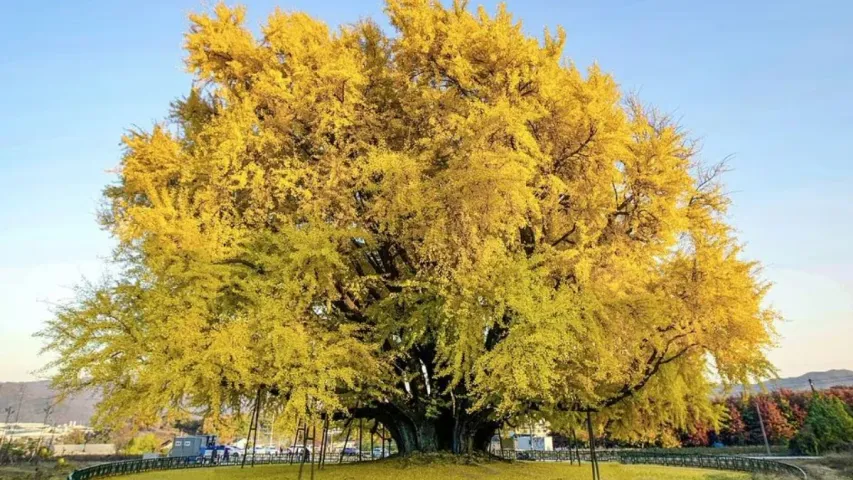 Tree Viral Video: వైరల్‌గా మారిన వందేళ్ల చెట్టు...అందానికి నెటిజన్ల ఫిదా