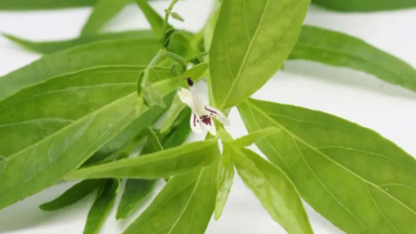 Chirata Benefits: తక్కువ ధరకు దొరికే ఈ ఆకుతో షుగర్‌ మాయం అవుతుందా..?
