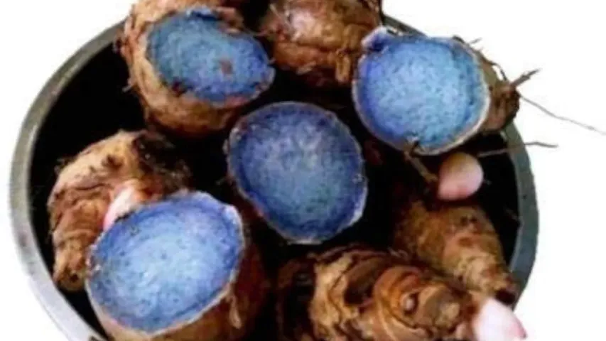 Black Turmeric: నల్ల పసుపుతో కలిగే అద్భుత ప్రయోజనాలు