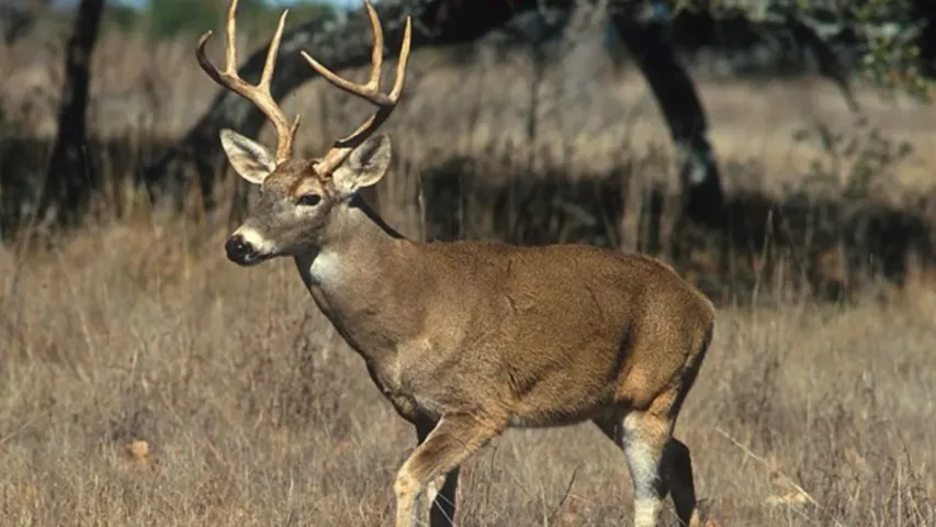Zombie Deer Disease: వామ్మో...వేగంగా విస్తరిస్తోన్న జాంబీ డీర్ డిసీజ్...మరో పెను ముప్పు తప్పదా..!!
