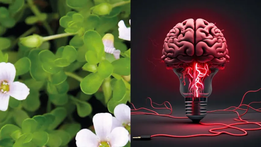Brahmi leaves: ఉదయాన్నే ఇది తింటే జ్ఞాపకశక్తి రెట్టింపు ఖాయం