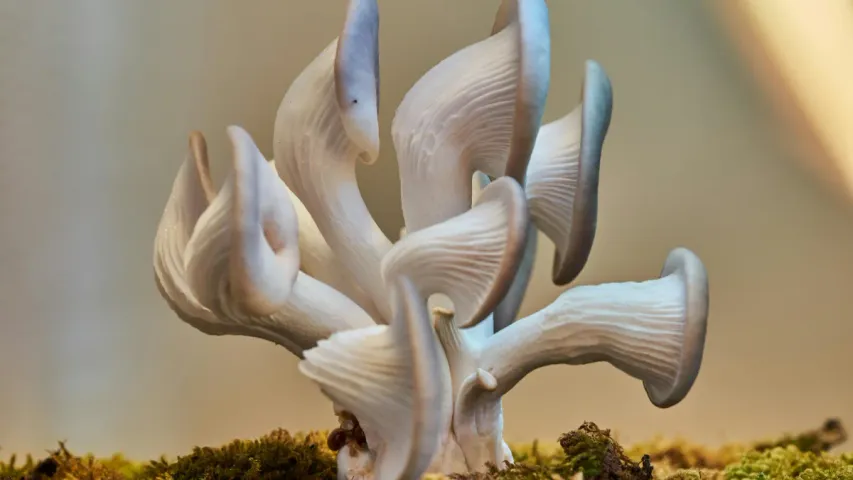 Oyster Mushroom : ఈ ఫుడ్ నాన్‌వెజ్‌కి ఏ మాత్రం తీసిపోదు.. వెజిటేరియన్స్‌కి బెస్ట్ ఛాయిస్