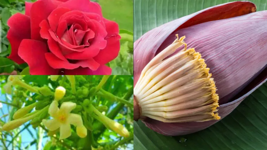 flowers: ఈ పూలుతో అందానికి, ఆరోగ్యానికి ఎంతో మేలు!