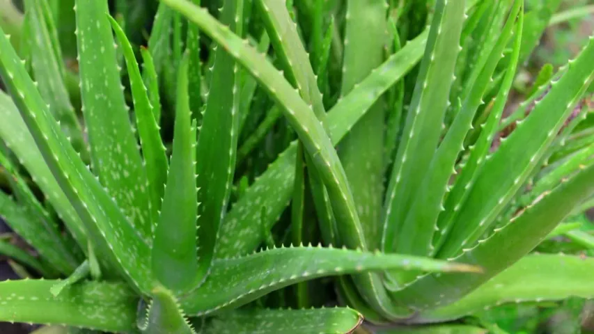 Aloevera Plant: కలబందలో విషపూరితమైనవి ఉంటాయా?.. ఇంట్లో పెట్టుకుంటే అంతేనా?