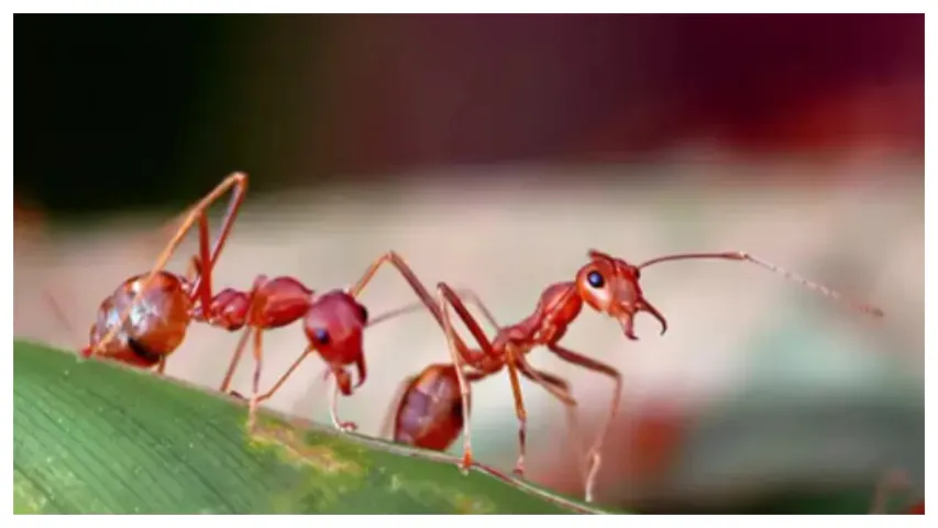 Ants:చీమల్లో రక్తం కనిపించదు ఎందుకో తెలుసా?