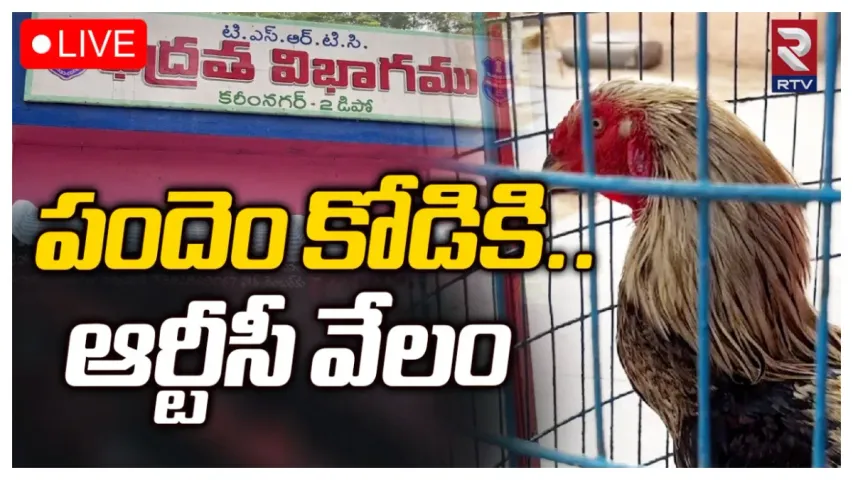 Karimnagar : నేడే పందెం కోడి వేలం.. చరిత్రలో నిలిచిపోనున్న కరీంనగర్