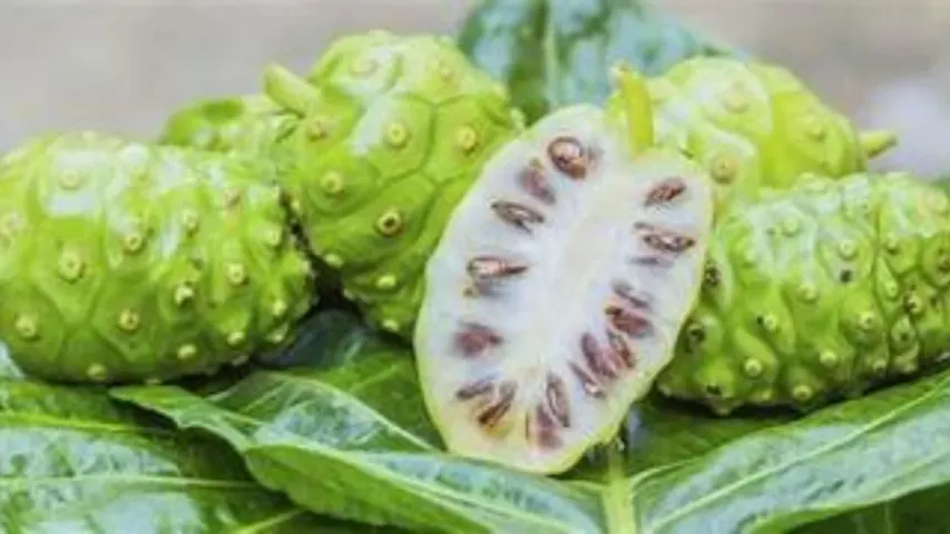 Noni Fruit: మధుమేహాన్ని నోని పండు తగ్గించలేదా?.. వైద్యులు ఏమంటున్నారు?