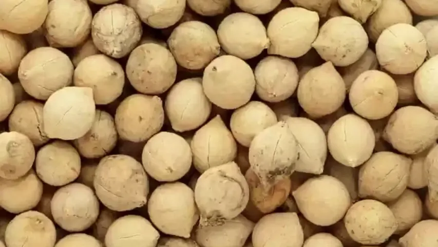 Putrajivak Benefits: సంతానం కోసం ఎక్కడికీ తిరగాల్సిన పని లేదు..పుత్రజీవక్‌ని ఒక్కసారి ట్రై చేయండి!!