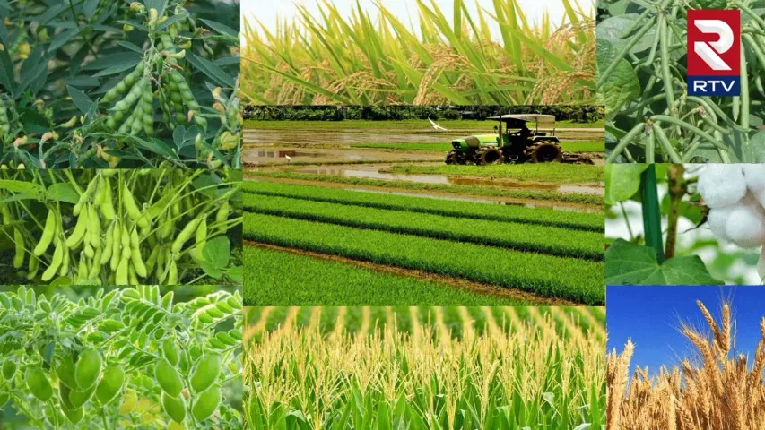 Rabi Crops : రబీ పంటల సాగు కాస్త పెరిగింది.. కానీ.. గతేడాది కంటే తక్కువ