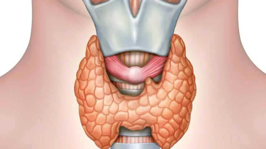 Thyroid: చిన్న వయసులోనే థైరాయిడ్ ఎందుకు వస్తుంది?..లక్షణాలేంటి?