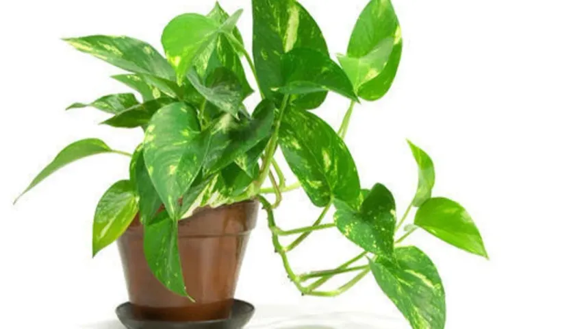 Moneyplant: శుక్రవారం మనీప్లాంట్‌ దగ్గర ఇవి ఉంచితే డబ్బే డబ్బు