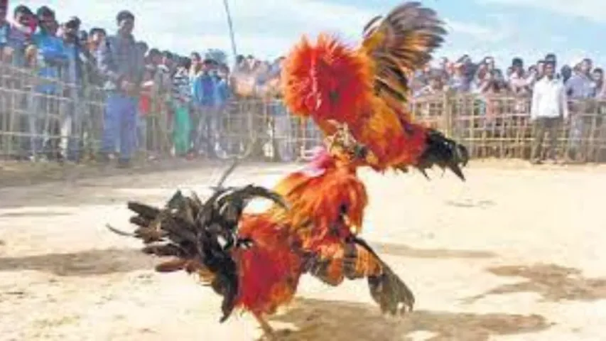 Kodi Pandalu : జోరుగా కోడిపందాలు..కోట్లల్లో బెట్టింగులు