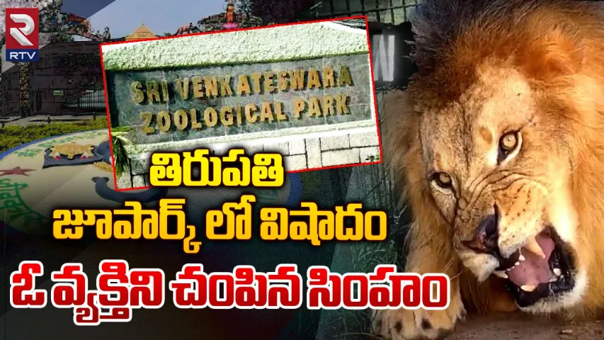 Tirupathi: ప్రాణాల మీదకు తెచ్చిన సింహంతో సెల్ఫీ..తిరుపతి జూపార్క్‌లో విషాదం