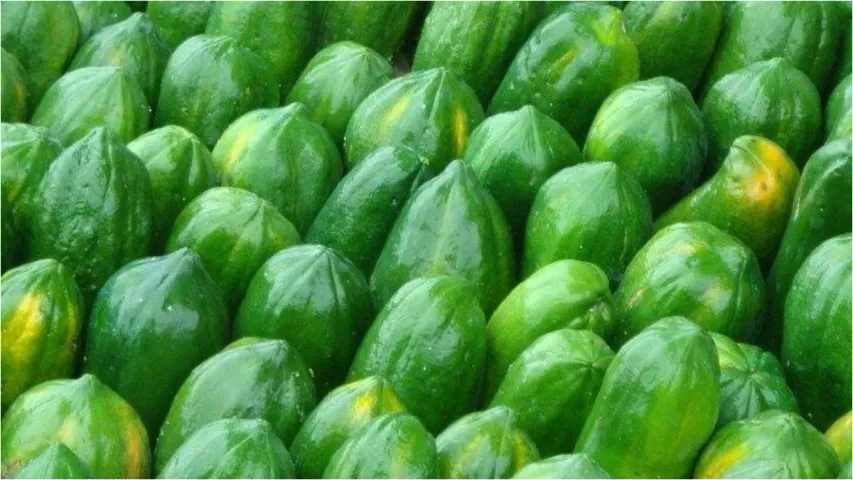 Papaya Benefits : పచ్చి బొప్పాయిని వంటలో ఉపయోగించడం వల్ల కలిగే లాభాలు