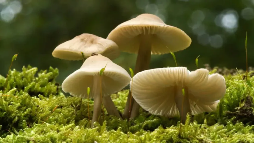 Mushrooms : పుట్టగొడుగులతో ప్రమాదం.. విషపూరితం ఉంటాయి జాగ్రత్త