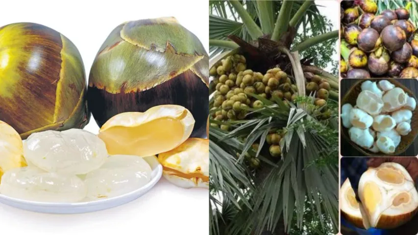 Palmyra Palm: తాటిముంజల లాభాలు తెలుసా?.. వేసవిలో ఎంతో ఉపయోగకరం