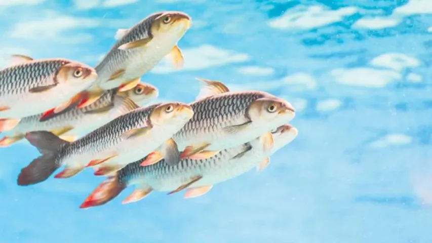Fish Benefits: ఈ చేపలను తింటే కడుపు మొత్తం క్లీన్ అవుతుంది..తప్పక తినండి