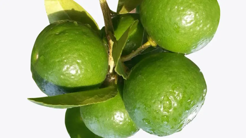 Orange Fruit: తొక్కే కదా అని తీసిపారేయకండి..లాభాలు తెలిస్తే అస్సలు వదలరు
