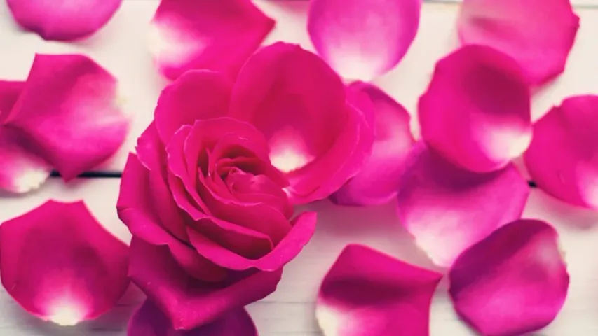 Rose Petals : గులాబీ రేకుల్లో దాగున్న ఆరోగ్య రహస్యాలు.. చూసేయండి