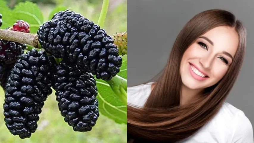 Mulberry: జుట్టు సంరక్షణకు మల్బరీని ఎప్పుడైనా ట్రై చేశారా..? ఇలా వాడి చూడండి