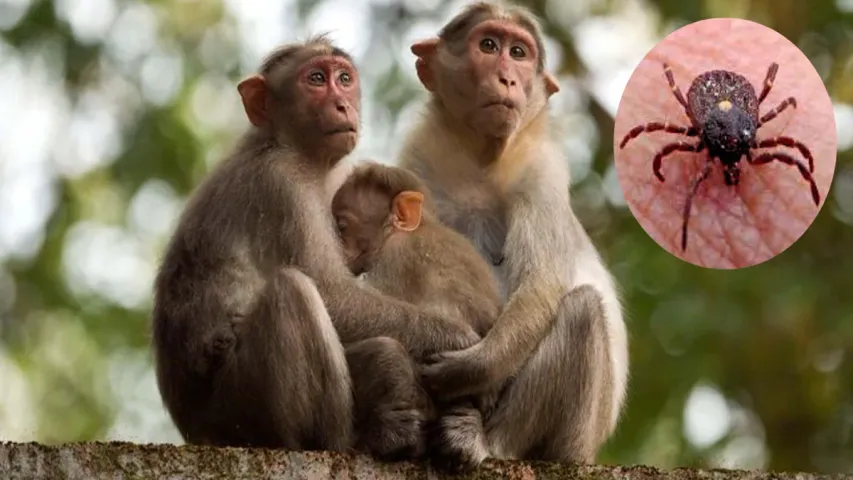 Monkey fever: మంకీ ఫీవర్‌ కలకలం.. ఆ రాష్ట్రంలో ఇద్దరు మృతి