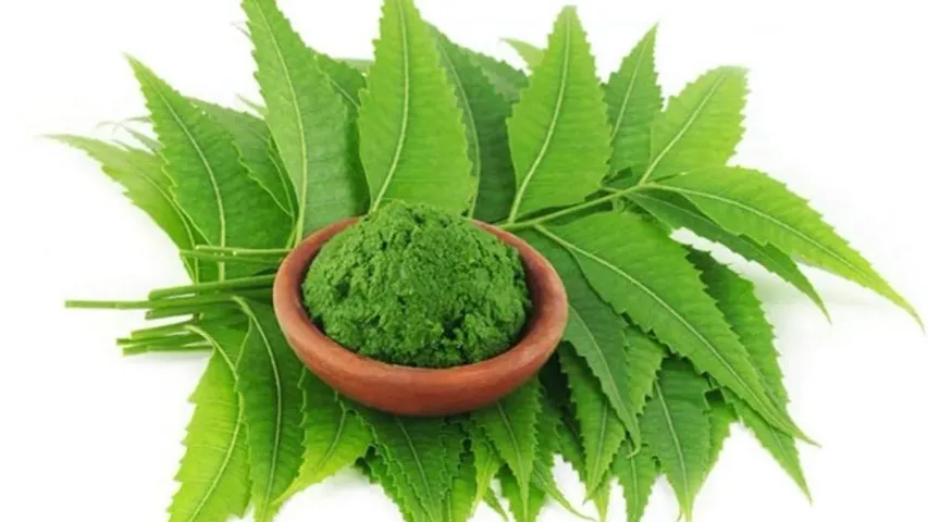Neem Leaves: వేప ఆకులతో వందల రోగాలు మాయం.. ఎలా తినాలంటే?