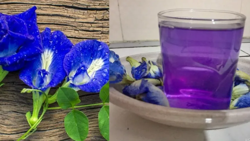 Shankupushpam Tea : అన్ని సమస్యలకు ఏకైక పరిష్కారం శంఖుపువ్వు టీ