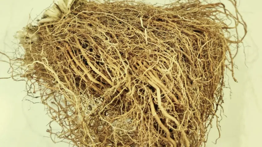 Vetiver Benefits: వేసవి తాపాన్ని తగ్గించే వట్టివేరు ఉపయోగాలు తెలుసా?