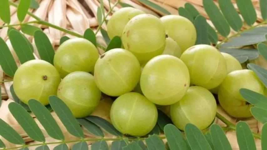 Amla Benefits: ఈ వ్యాధులు మీపై దాడి చేయకముందే రోజుకో ఉసిరికాయను నమిలేయండి