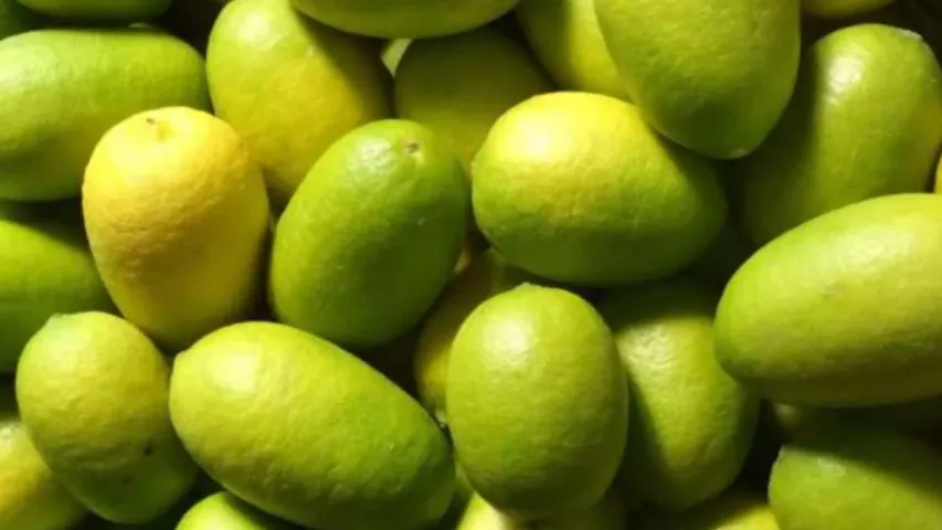 Health Tips: కాయలు మాత్రమే కాదు.. ఆకులు కూడా ఔషదాలే.. కాజీ నిమ్మ ప్రత్యేకతలివే!