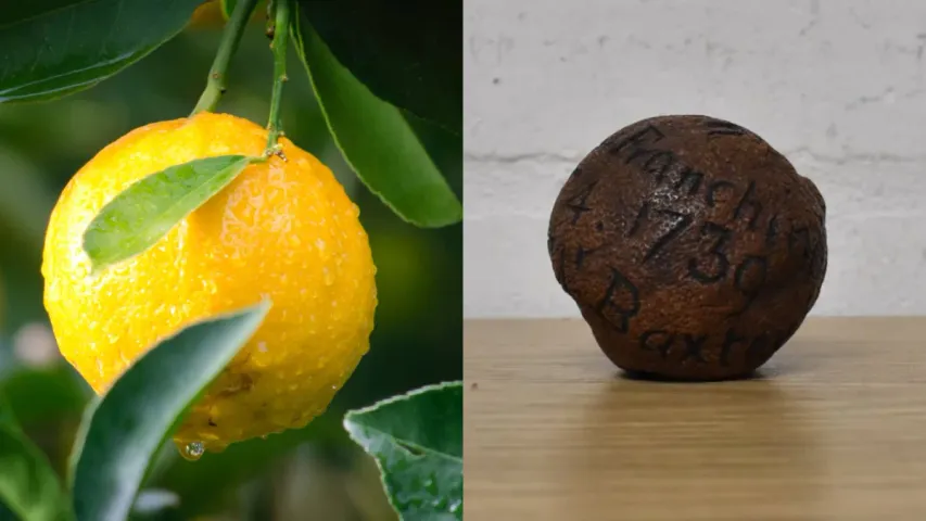 Lemon : ఈ నిమ్మకాయను కొనే డబ్బులతో  ఏకంగా కారునే కొనొచ్చు.. ధర ఎన్ని లక్షలో తెలుసా?