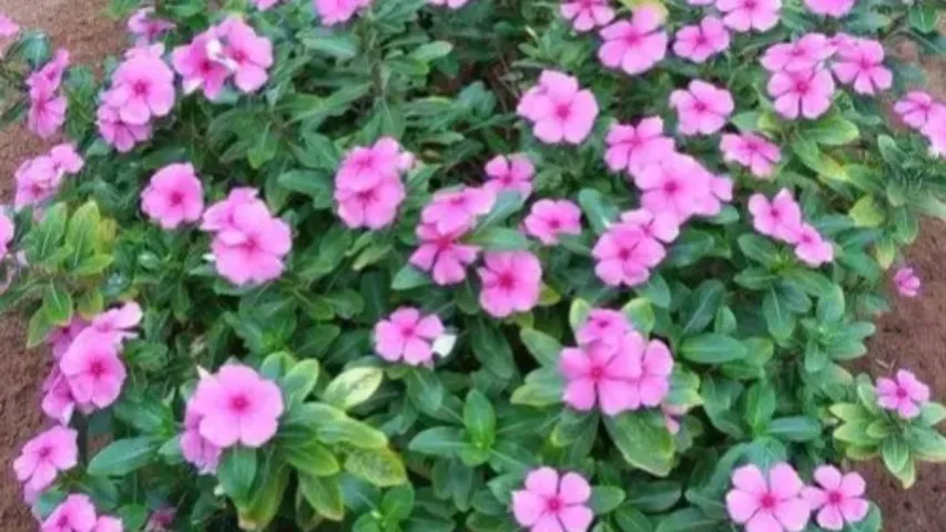 Nitya Kalyani flower: నిత్య కల్యాణి పువ్వులో ఇన్ని ఔషధ గుణాలు ఉన్నాయా?..ఎలా ఉపయోగించాలి?