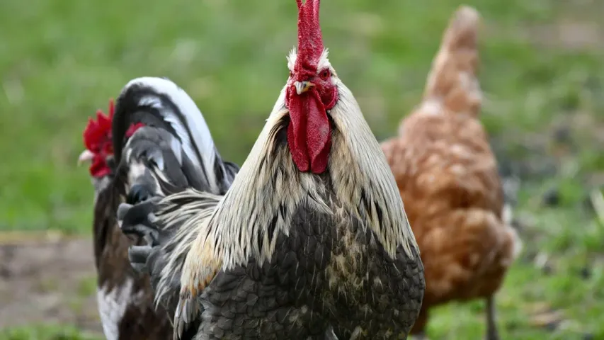Chicken Price: నాన్ వెజ్ ప్రియులకు షాకింగ్ న్యూస్..ట్రిపుల్ సెంచరీ దాటిన కిలో చికెన్ ధర.!