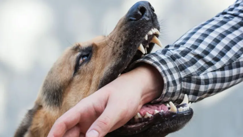 Dogs: కుక్క కాటుకు గురైన వెంటనే ఎలాంటి జాగ్రత్తలు తీసుకోవాలి..?