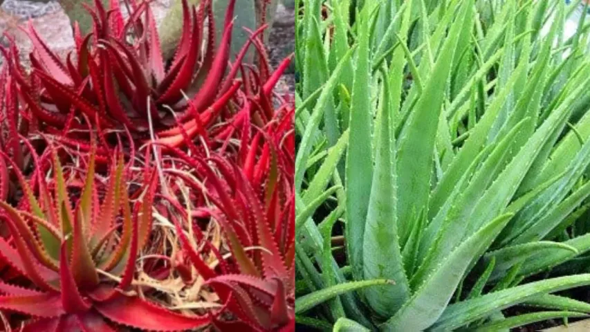 Red Aloe Vera : ఆకుపచ్చ కలబంద కంటే ఎరుపు కలబంద బెటరా?..నిపుణులు ఏమంటున్నారు?