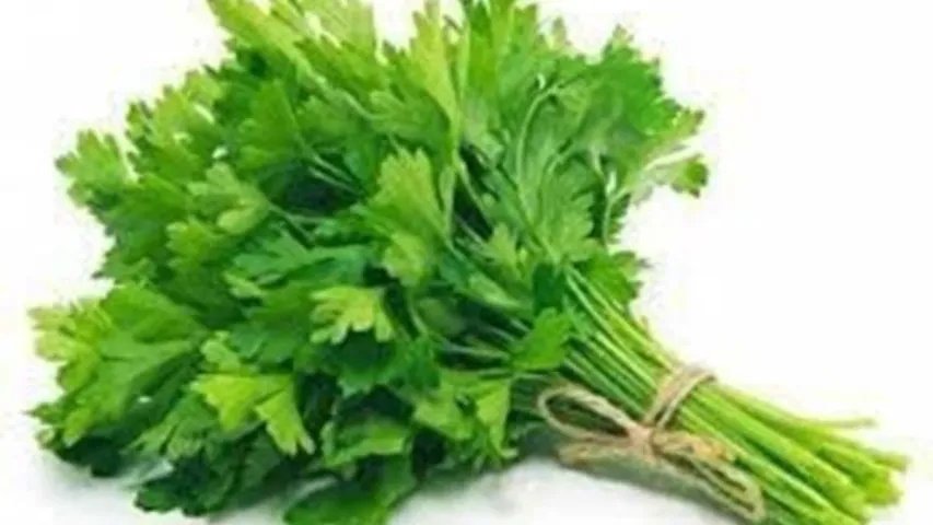 Coriander: కొత్తిమీరను రోజూ ఆహారంలో భాగం చేసుకుంటే జరిగేది ఇదే