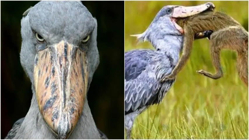 Scary bird: ఇదే అత్యంత భయానక పక్షి.. మనుషులను చూస్తే అంతే!