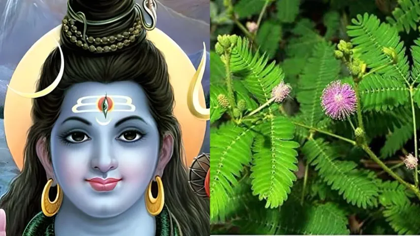 Maha Shivratri 2024: మహాశివరాత్రి రోజు ఈ 4 మొక్కలు ఇంటికి తెచ్చుకుంటే వద్దన్నా డబ్బే