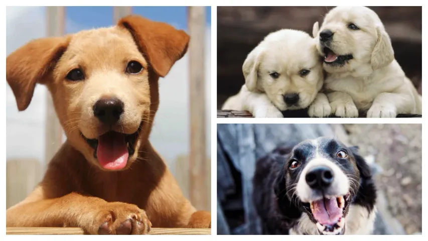 DOGS : కుక్కల పై చేసిన పరిశోధనలో తేలిన నిజాలు!