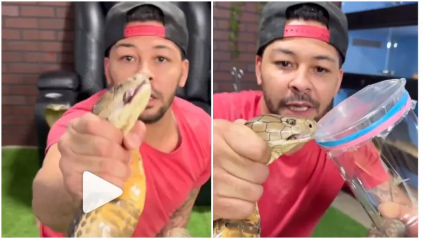 King Cobra: పాముతో భయంకరమైన సాహసం.. వీడియో చూస్తే దడుసుకుంటారు!