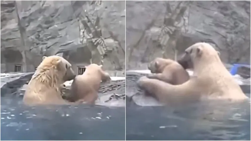 Polar bear: అమ్మప్రేమ గురించి ఎంత చెప్పినా తక్కువే..ఎలుగుబంటి వీడియో వైరల్!