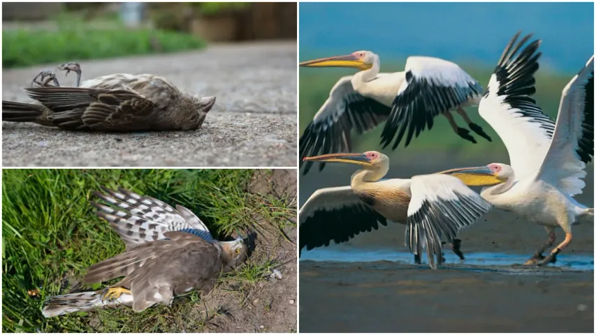 Birds Suicide: ఆ గ్రామంలో ఆత్మహత్య చేసుకుంటున్న పక్షులు.. సేమ్ టైమ్, సేమ్ ప్లేస్!