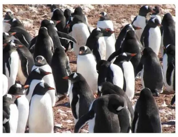 Antarctica: ప్రమాదంలో అంటార్కిటికా!