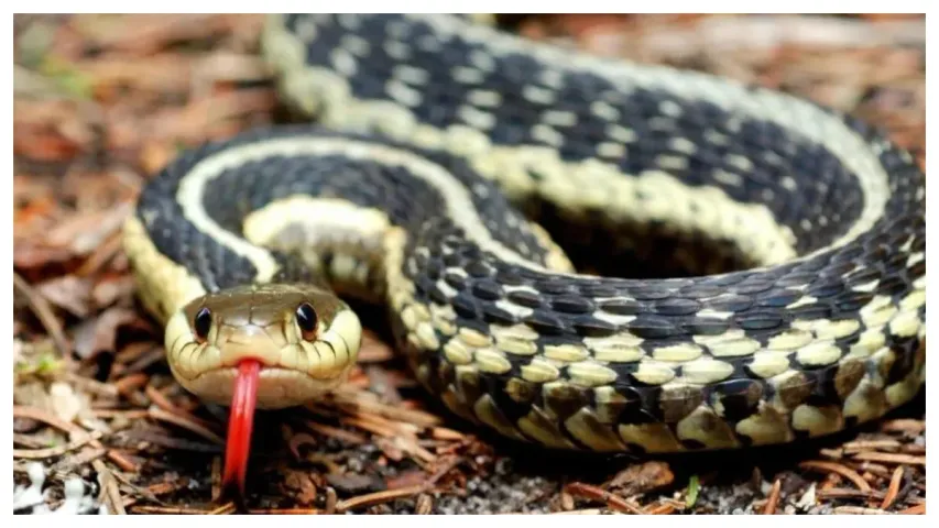 Snakes: పాములు రోజులో 16గంటలు నిద్రిస్తాయి!