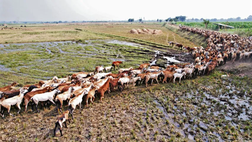 Sheep Distribution Scheme: గొర్రెల పంపిణీ స్కాంలో మరో ఇద్దరు అరెస్ట్