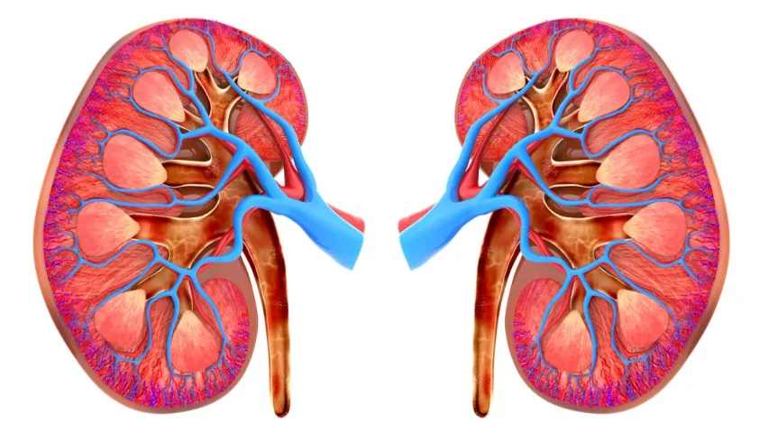 Kidney Disease: ఈ సమస్యలను లైట్‌ తీసుకుంటే కిడ్నీలు పోయే ప్రమాదం