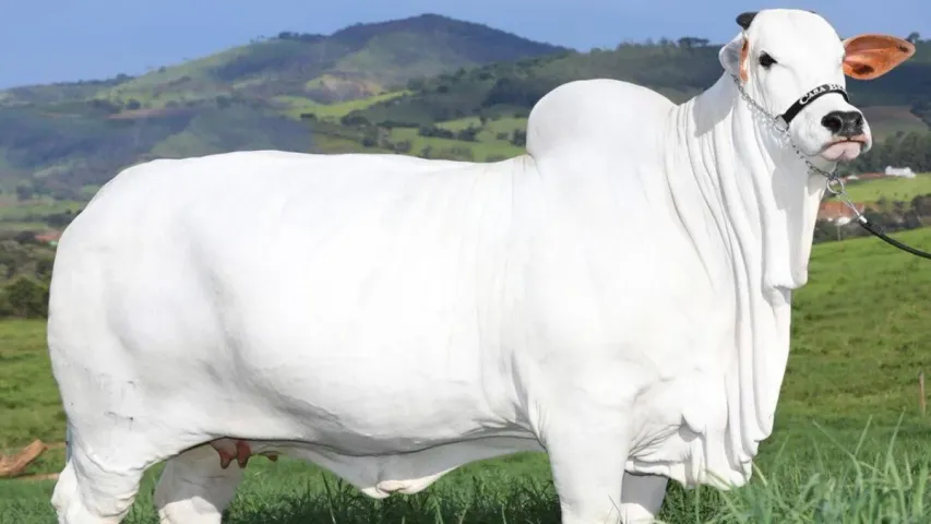 Nellore Cow: రూ.40 కోట్లకు అమ్ముడుపోయిన నెల్లూరు జాతి ఆవు..