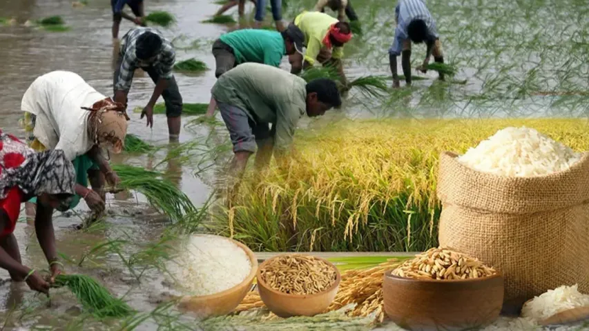 Rice Price Hike: బియ్యం ధరలు మరింత పెరిగే ఛాన్స్.. ఎందుకంటే.. 