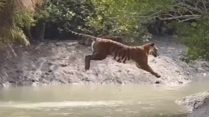 Viral Video: ఈ పెద్దపులి సాహసం చూస్తే మతి పోవాల్సిందే